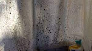 Our guide helps you clean your drywall and other get mold out of clothes with oxygen bleach. How Do I Get Mold Out Of Clothing Hometalk