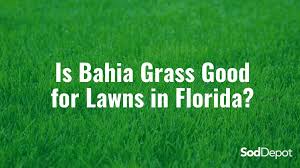 We did not find results for: Is Bahia Grass Good For Lawns In Florida Sod Depot