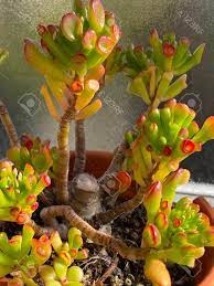 When grown indoors, this plant stays small and its. Photo Of The Plant Crassula Ovata Et S Fingers Coral Jade Stock Photo Picture And Royalty Free Image Image 147555463
