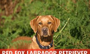It is a beautiful dark red color. Fox Red Labrador Retriever The Labrador Dog