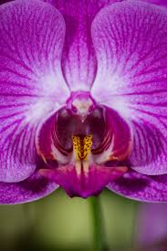 Yurdumuzda doğal olarak yetişen bir bitki olan gebre otu, her yörede değişik adlarla bilinmektedir. En Ilginc Cicekler