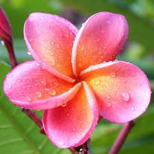 Frangipani Kimo Plumeria Tropic 7 Flickr Photo Sharing Rare Flowers Plumeria Flowers Flower Names
