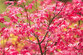 We did not find results for: Les 8 Plus Beaux Arbres A Planter Pour Le Jardin Gamm Vert