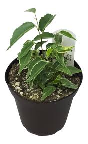 Image result for Ficus variifolia
