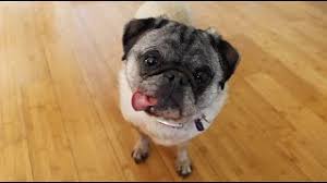 Since 1999 we've placed loving dogs with loving families in wilmington, southport and other surrounding areas. Train Rescue Dog Official Video Youtube