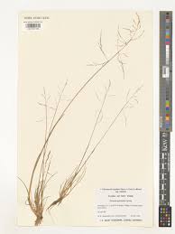 Image result for Steinchisma laxum