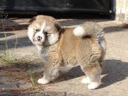 We did not find results for: Wendy Akita Puppies Akita Dog Puppies