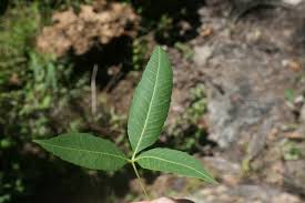 Image result for Searsia leptodictya