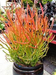Euphorbia Tirucalli Rosea Fire Sticks World Of Succulents Succulent Landscaping Plants Succulent Landscape Design