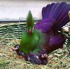 500 melhores ideias de passarinhos em 2020 aves belas passaros passaros exoticos aves belas