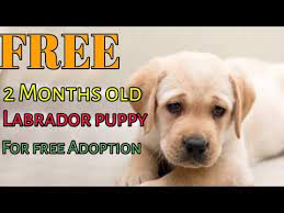 Adopt a pet or list your pet. Free 2 Months Old Labrador Puppy For Free Adoption Conditions Apply Youtube