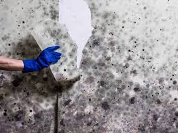 Servicemaster restoration by zaba examines the causes and solutions. How To Get Rid Of Mold In Your House From Ceiling To Floors To Basement Molekule Blog