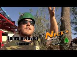 Check spelling or type a new query. Certified Arborist St Pau Mn Timberline Tree Service Youtube