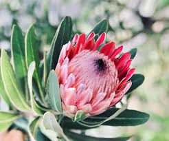 Image result for Protea enervis
