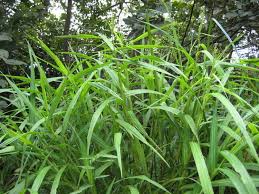 Image result for Scleria bulbifera