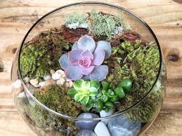 El futuro del terrario, está condenado desde el principio, si no se las peceras redondas, muy decorativas, tienen una abertura estrecha y son aún peores y los acuarios rectangulares, tampoco es la mejor solución. Como Hacer Un Terrario Con Suculentas Actitudfem