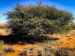 Image result for Acacia mellifera