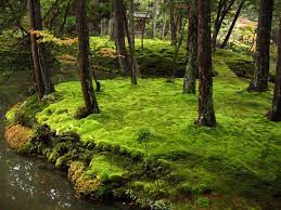 Pin By Ll On Japanese Gardens Moss Garden Japan Garden Japanese Garden