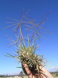 Image result for Chloris pilosa