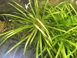 Image result for Blyxa