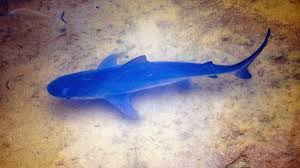 The shark may have been swimming there for god knows how many years past people, and never been spotted. Sharks Are A Sign That Hastings River Is Healthy Say Fishos Camden Haven Courier Laurieton Nsw