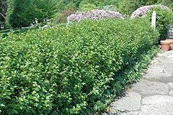 We did not find results for: Green Mound Alpine Currant Ribes Alpinum Green Mound At Gertens Drought Tolerant Shrubs Garden Shrubs Shade Plants