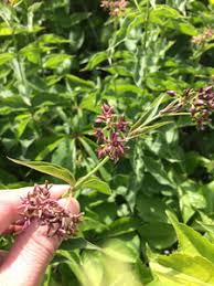 Image result for Vincetoxicum tenuipedunculatum