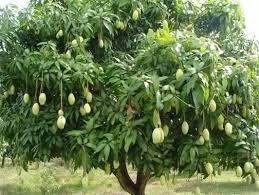 7 secrets for tons of fruit the meyer lemon tree is a fun tree that always seems to be blooming or fruiting. Is The Mango Tree A Climber Or A Creeper Quora
