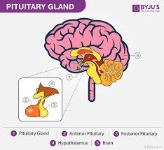 Pituitary Gland Discover Its Anatomy Explore Its Function