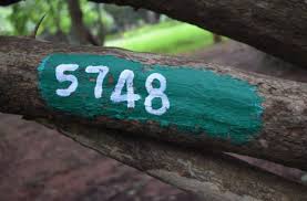 Image result for Clerodendrum pleiosciadium