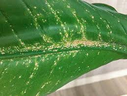 We did not find results for: Greenery Unlimited How To Treat Scale On Indoor Houseplants