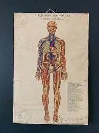 View, isolate, and learn human anatomy structures with zygote body. Wallpaper Home Living Wall Map Soviet Vintage School Chart Set Of 2 Anatomical Chart Medical Chart Human Skeleton Poster Human Biology