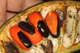 Image result for Afzelia