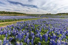 Maybe you would like to learn more about one of these? Bluebonnets Are Sprouting Up Early In Texas But Why