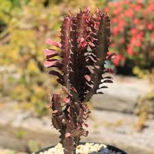 Image result for Euphorbia tholicola