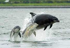 More images for chanonry point » Chanonry Point Bottlenose Dolphins Black Isle Fortrose And Rosemarkie Scotland Info Guide