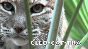 As a matter of fact, a bobcat or lynx raised since very young with children, domestic cats and dogs are the gentlest of all. Bobcat Facts Photos Sounds News And Videos