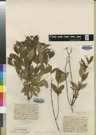 Image result for Psorospermum mechowii