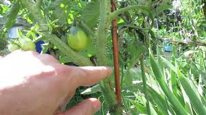 Heirloom tomatoes, cherry tomatoes, black tomatoes, determinate tomatoes. What Are Those Bumps On My Tomato Plant Stems The Rusted Garden 2013 Youtube