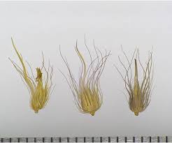 Image result for Cenchrus ciliaris