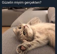 Beni Kendinden Kurtar 1 18 2020 Evcil Hayvanlar Sevimli Kediler Hayvanlar