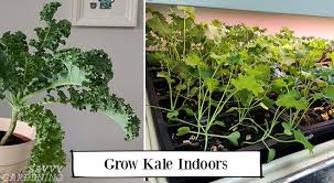 How to extend the life of leafy greens & slow bolting. How To Grow Kale Indoors Harvest Fresh Leaves Without Going Outside