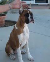 Letöltheted és felhasználhatod az összes fotót akár kereskedelmi jellegű projektjeidben is. Boxer Puppies For Sale In Arizona Boxer Breeders And Information