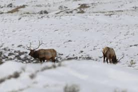 Here's a simplified general breakdown of the various permit systems you might encounter as a nonresident. Elk Populations Above Objective As Hunting Season Heats Up Wyoming News Trib Com