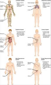 The Human Organ Systems Human Anatomy And Physiology Lab