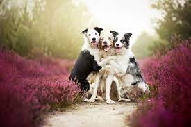 These Stunning Dog Portraits Perfectly Capture Each Pup S Unique Spirit Dog Portraits Animals Cute Animal Pictures