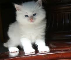 We have beautiful blue eyed white baby doll face persian kittens for sale and traditional doll face persian kittens for sale. Ragdoll Kittens For Sale Cream Boys
