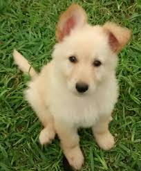 Wolfgang Haus German Shepherds