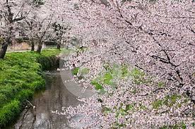 Cherry Blossom Tree Cherry Blossom Tree Blossom Trees Cherry Blossom