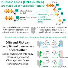 Answer:ionic bond nitrogenous base ,phosphate, sugarhydrogen bond homologous pairadenine, guanine , cytosine , thymine. How Uv Light Hurts Dna Rna The Biochemistry Behind The Molecular Boo Boos The Bumbling Biochemist